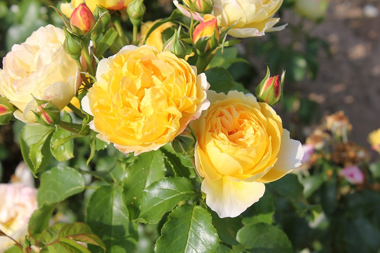 to Roses UK Roses UK